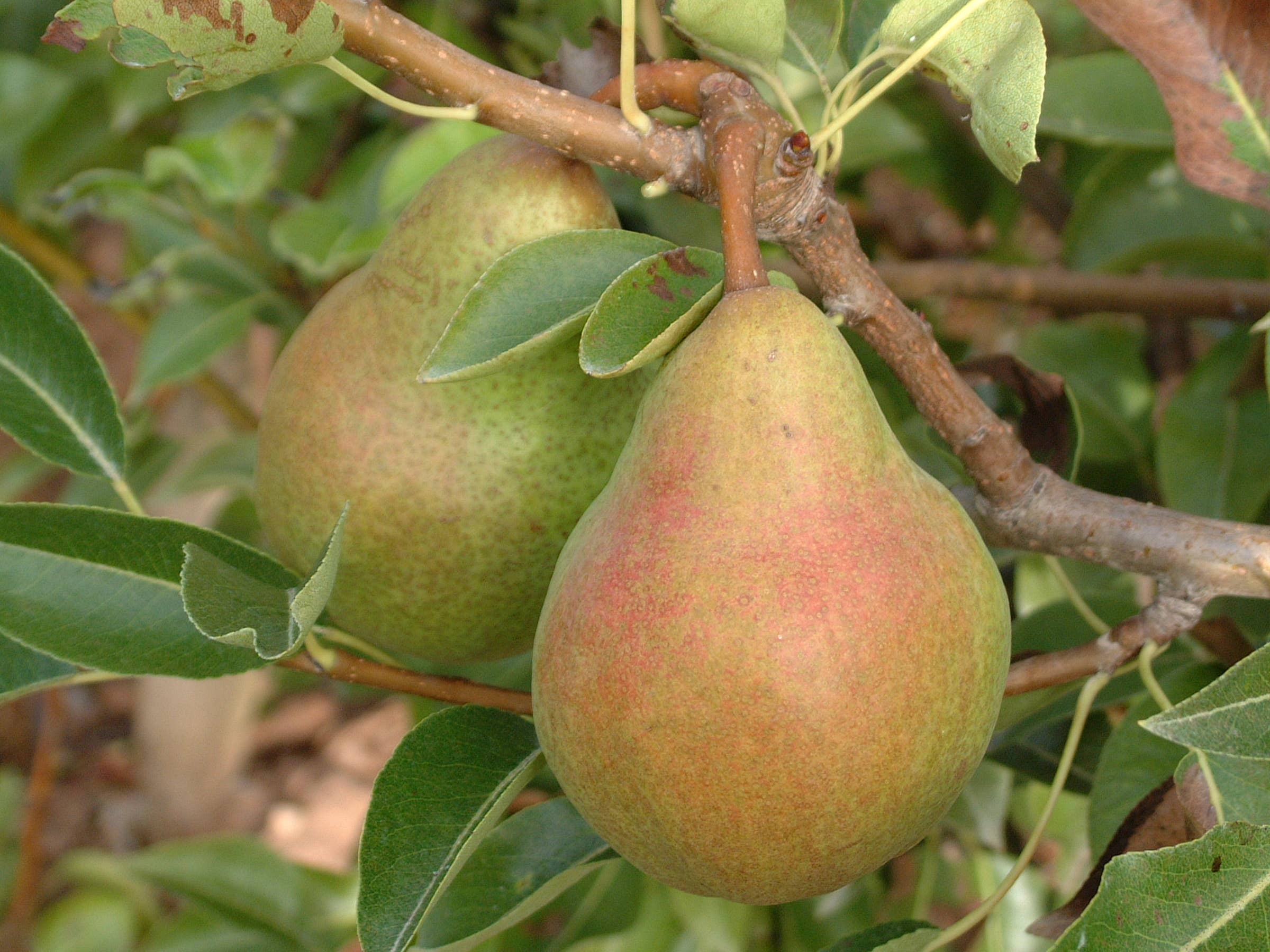 CONSERVES GUINTRAND - Vente Confiture/gelée - Confiture « extra » de poire Williams PG 314 ml1