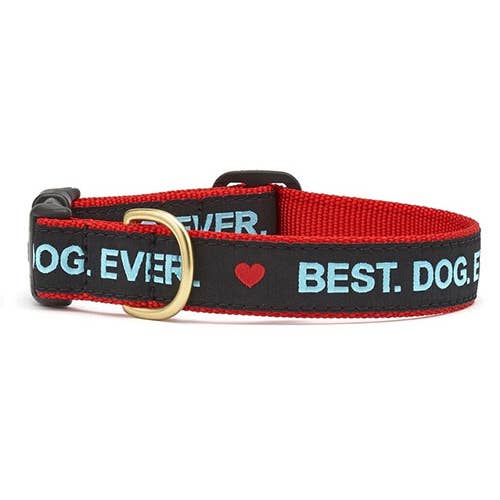Up Country Best.Dog.Ever. Dog Collar for wholesale by Pet Palette Distribution