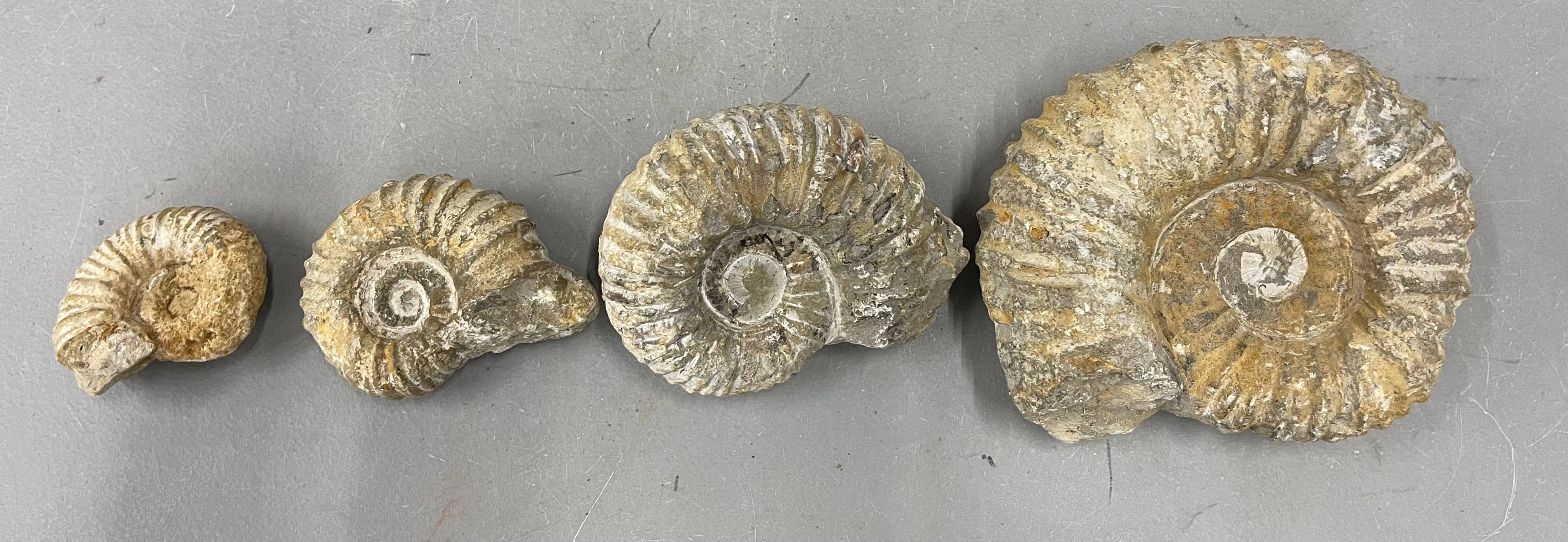 Casablanca Exports – wholesale Decorative tabletop object – Small Nautilis Ammonite2