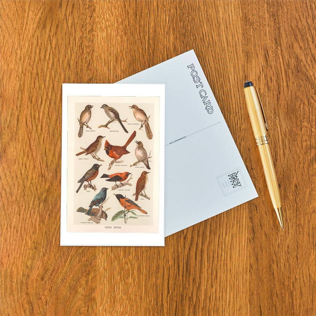 Found Image Press - Venta al por mayor Tarjeta postal - Postal BD-521 Pájaros cantores1