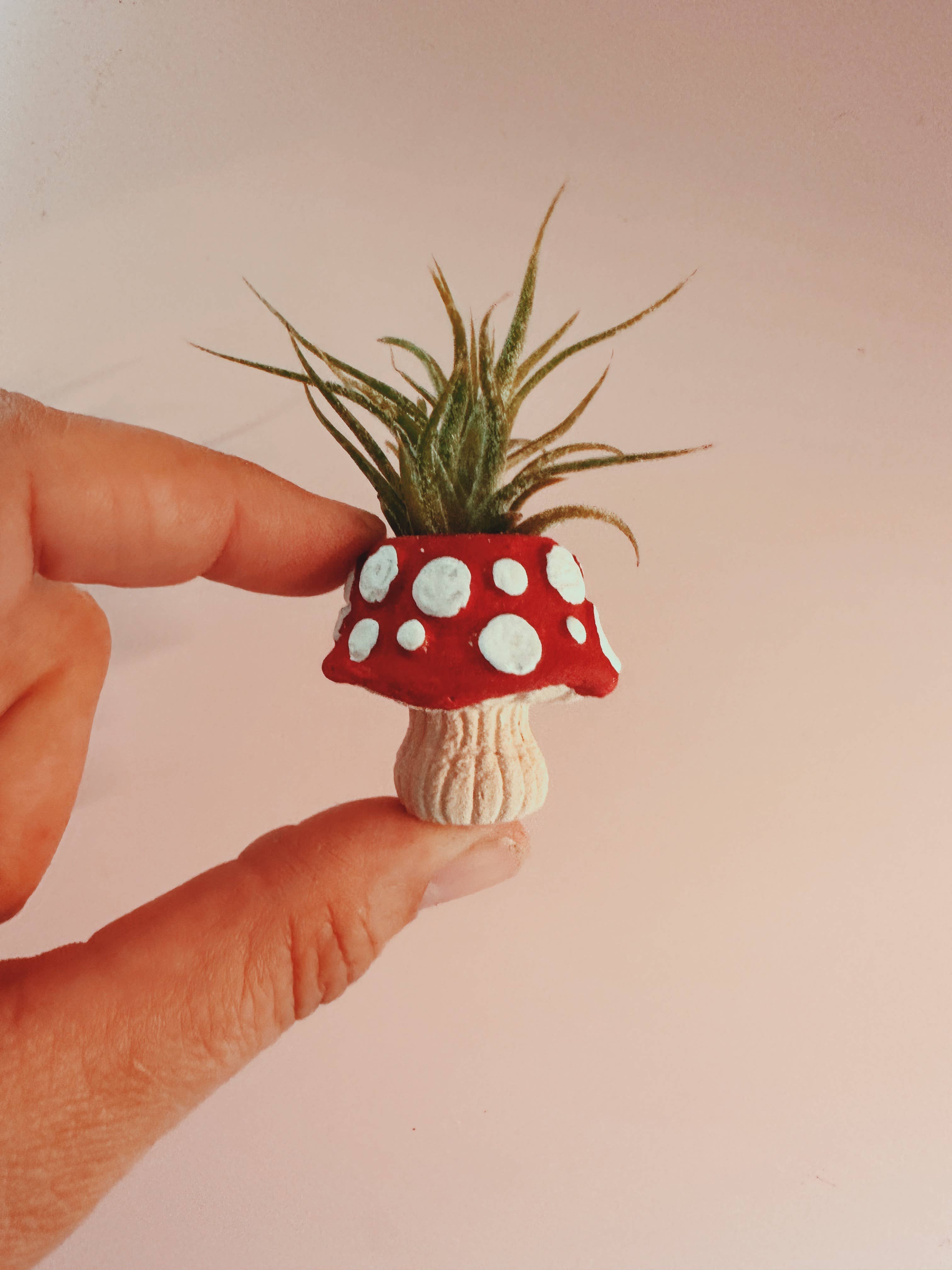 O'Berry's Succulents - Wholesale Plant Pot - Mushroom Fungi Mini Planter and Air Plant