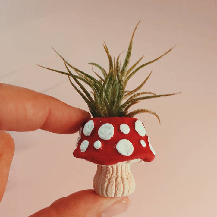 O'Berry's Succulents - Wholesale Plant Pot - Mushroom Fungi Mini Planter and Air Plant0