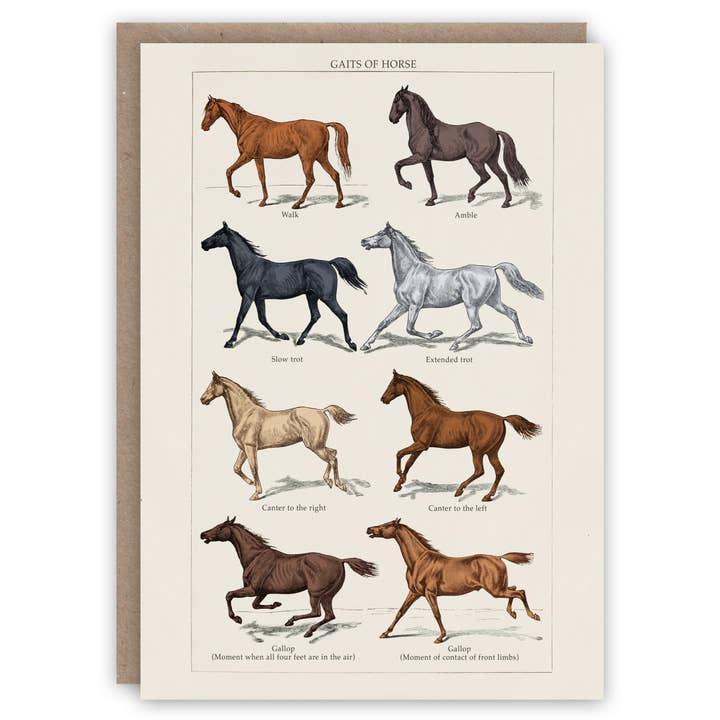 Los pasos del caballo para venta al por mayor de The Pattern Book