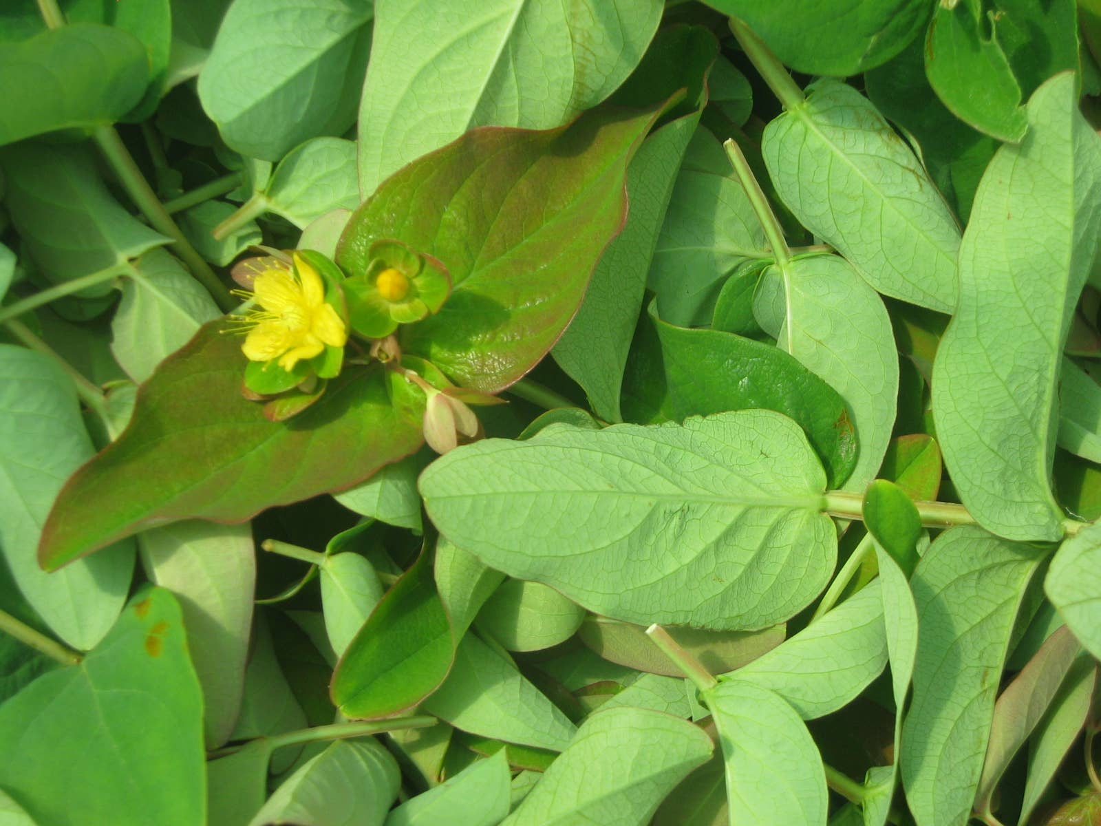 Ervas da Zoé - Wholesale Health/Detox Tea - 31. Herbal tea “St. John's wort of Gerês” Bio 35g1