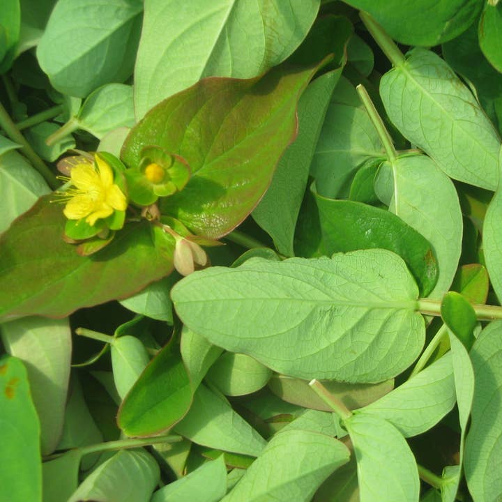 Ervas da Zoé - Wholesale Health/Detox Tea - 31. Herbal tea “St. John's wort of Gerês” Bio 35g1