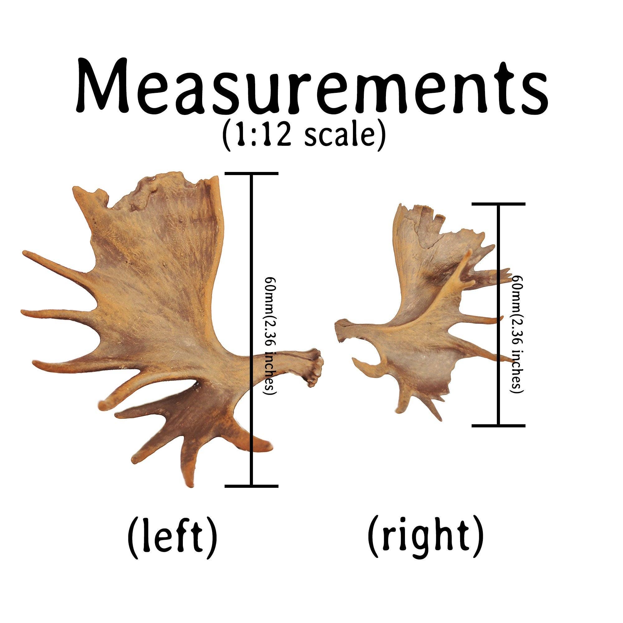 The Scale Grail - Wholesale Decorative Tabletop Object - Moose Antler Replica, Miniature Antlers for 1:12 scale dioramas, horror scenes, terrariums, dollhouse, miniature custom supplies. (set of 2)2