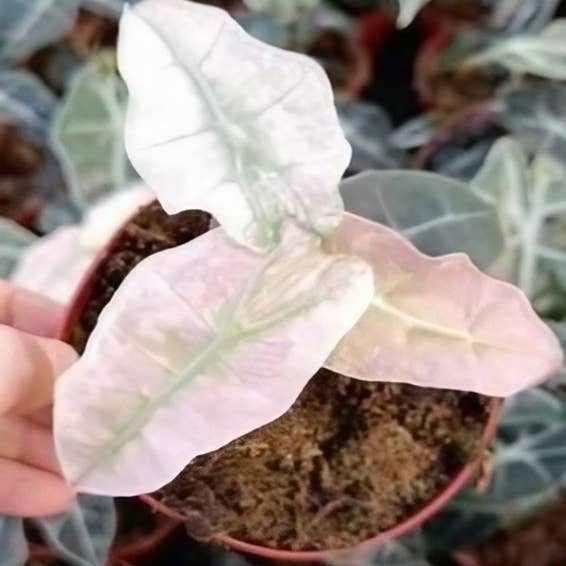 OrchidBox - Wholesale Live Plant - Alocasia "Pink Polly Ghost" TC Plantlet