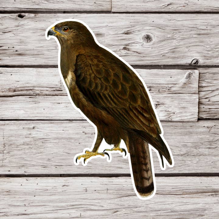 Hawk Sticker, Bird Sticker, Vintage Bird Sticker, Wildlife for wholesale by NatureCuts