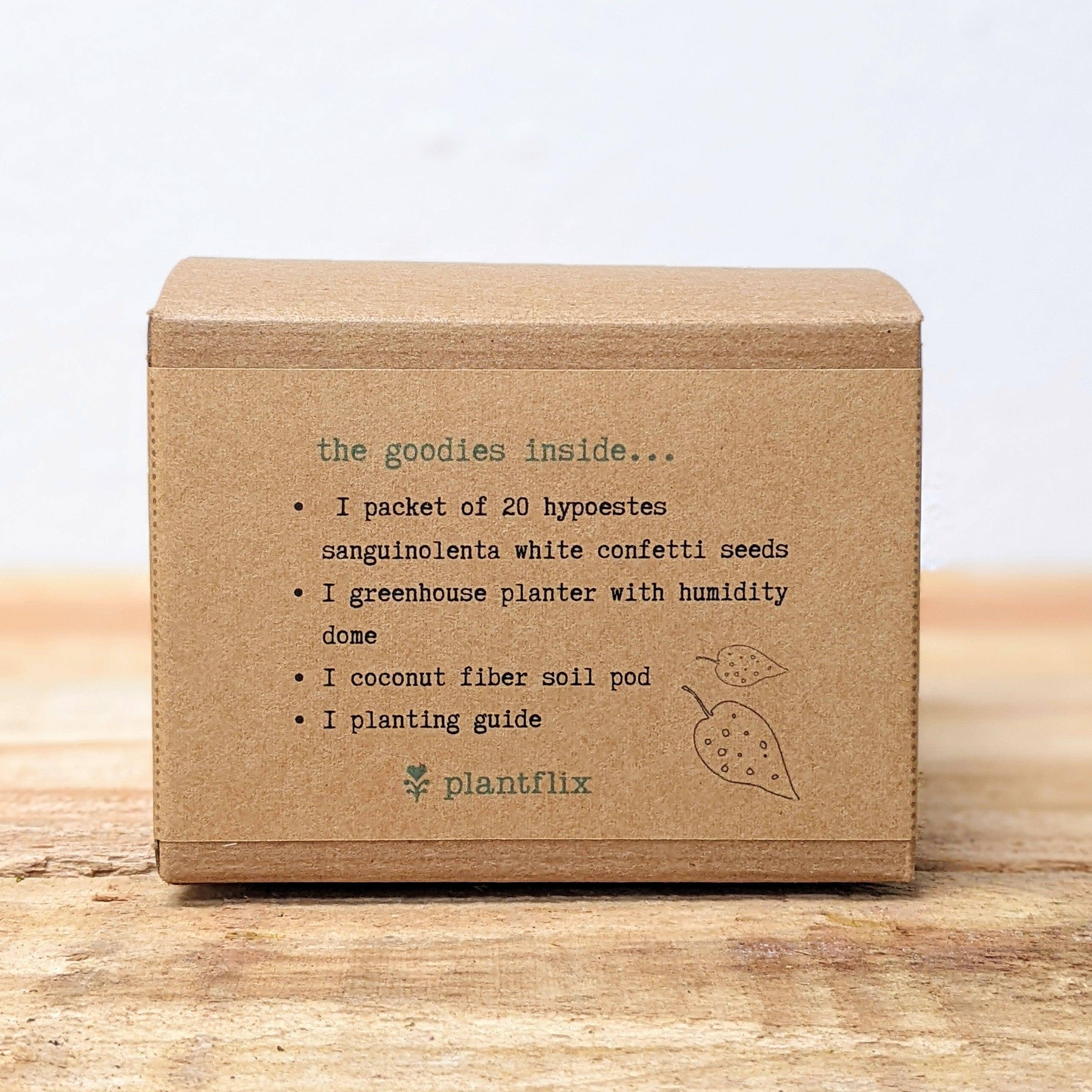 Plantflix - Wholesale Plant Seeds - Houseplant Seed Kit 22