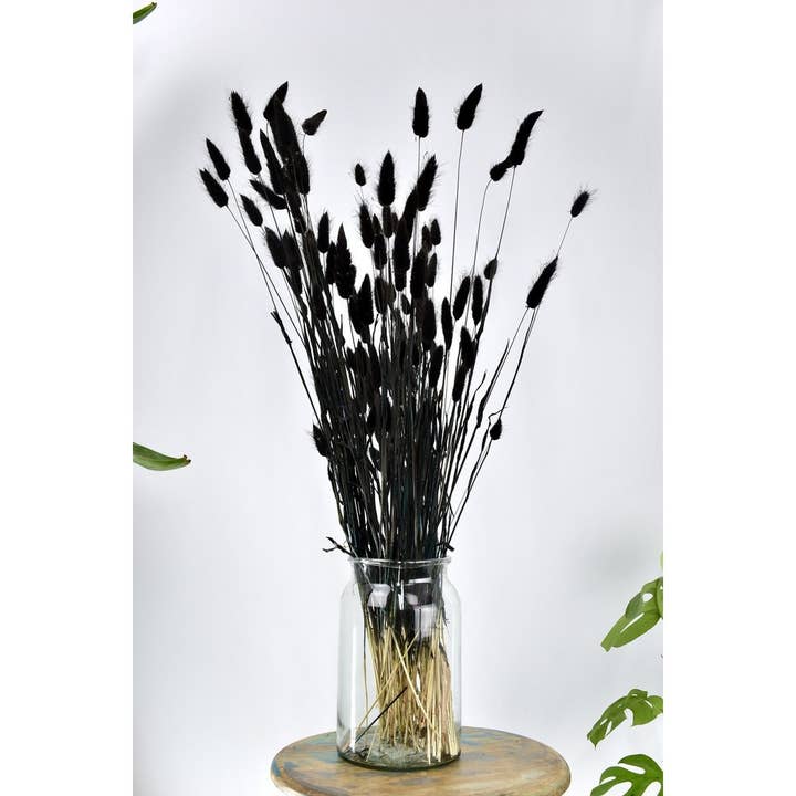 Lagurus Black - 60 cm - Dried Flowers - Bunny Tail for wholesale by Dutch Flower Studio