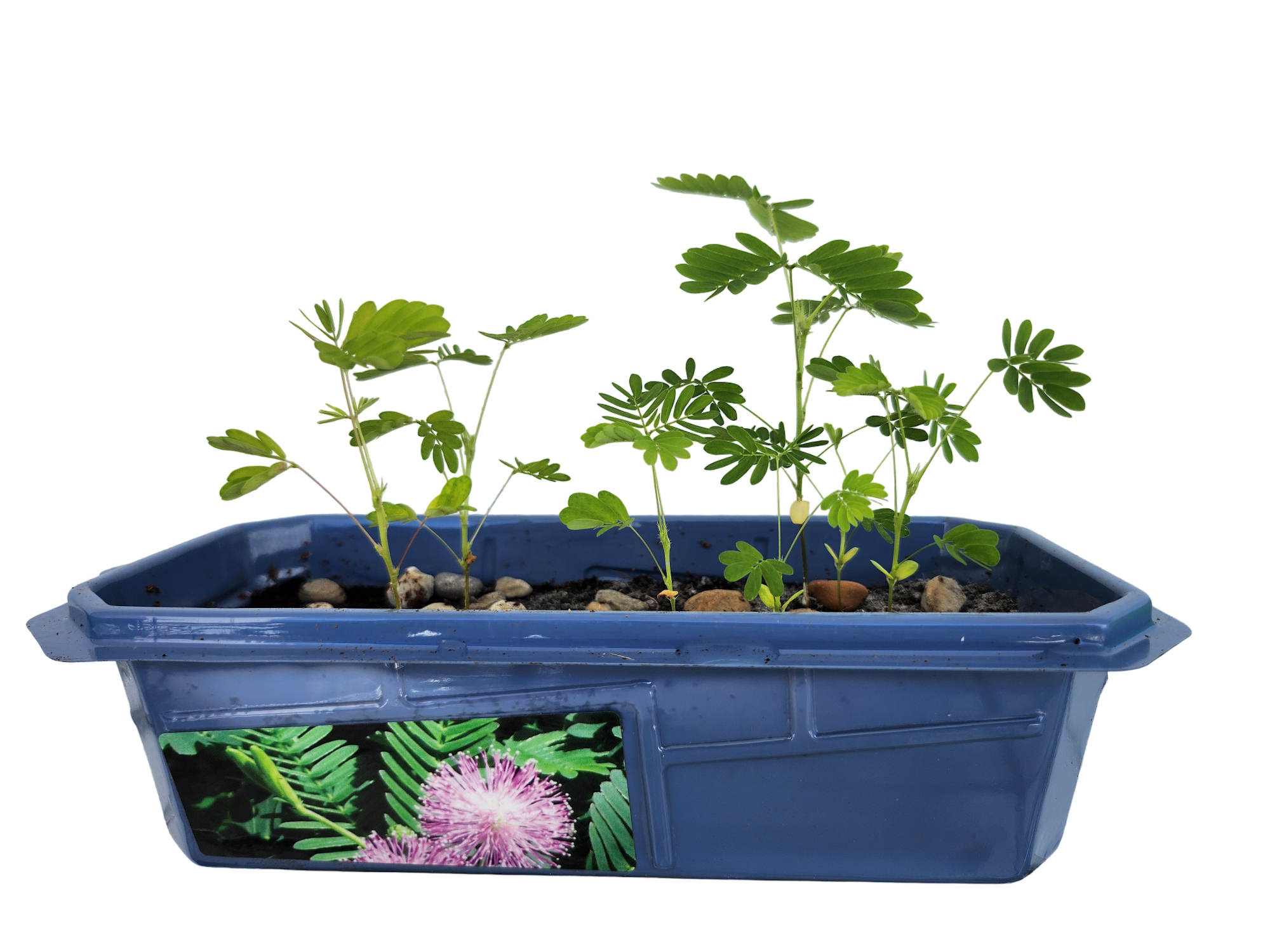 Silver Circle Products - Vente Terrariums - Un incroyable terrarium à plantes mobiles1