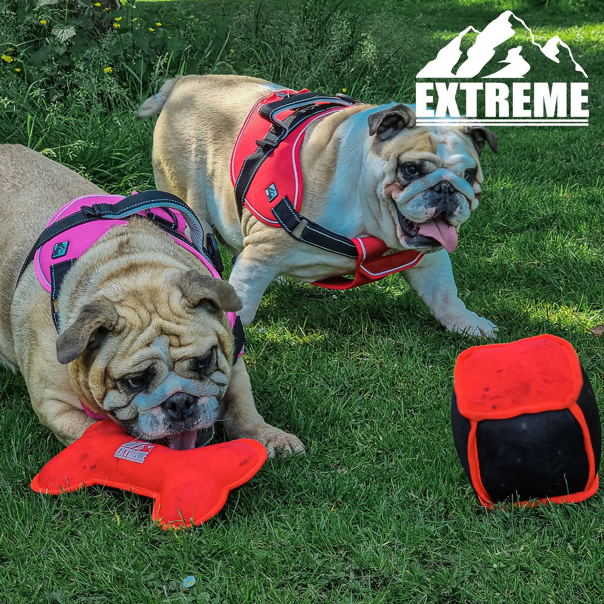 Ancol Pet Products Ltd – Engroshandel Legetøj - Hund – Ancol Extreme Flydende Legetøj Mix Pack1