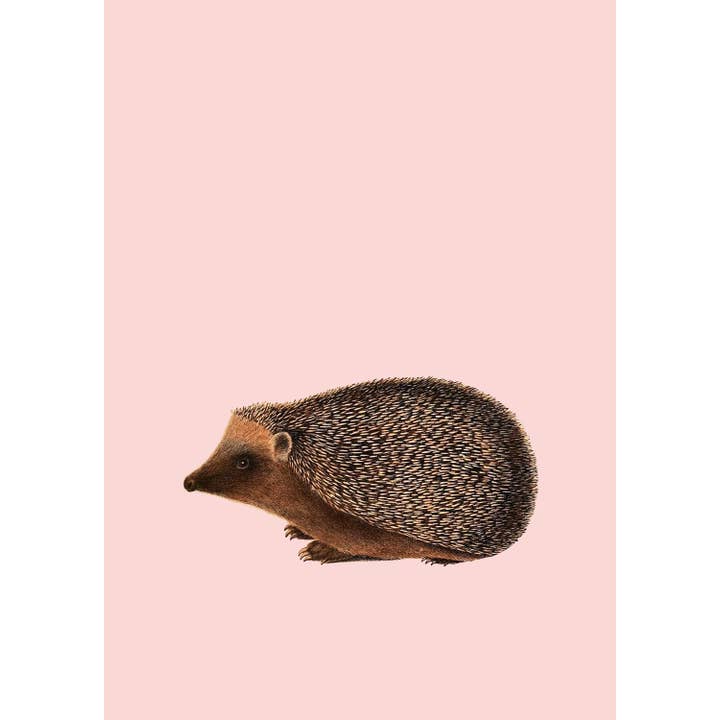 Kiss (Hedgehog) A3 Print for wholesale by 30x40