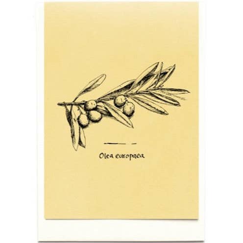 Tavolinas - Wholesale Everyday Greeting Card - Greeting/menu card olive, mint green, slate, ochre, ice blue, dusky pink or lavender1