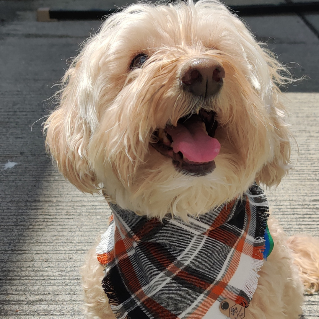 The Luminous Pets - Vendita all'ingrosso Bandana - Cani - Bandana Rustica a Quadri Autunnali | Bandana per Gatti e Cani | A Scatto5