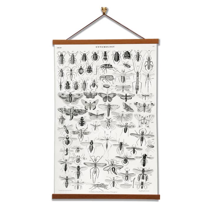Entomology (No. 40) by Oliver Goldsmith for wholesale by Vintage Banners