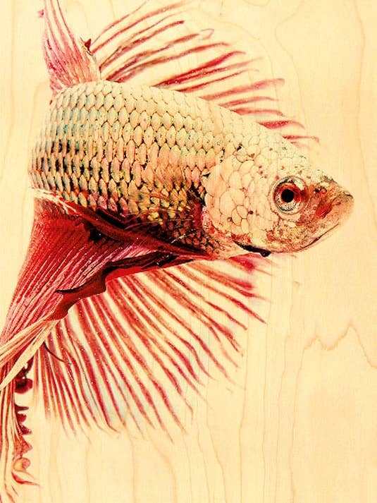 CARTOLINA LEGNO COMBATTENTE per la vendita all'ingrosso da parte di Hironwoods