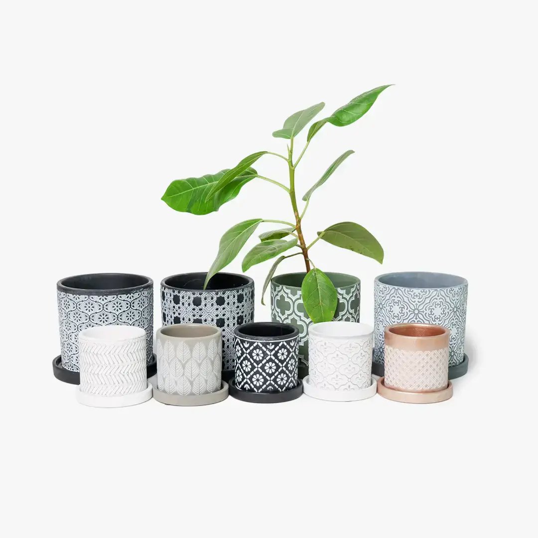 Chive - Wholesale Plant Pot - Balter Succulent Containers Cactus Pot And Saucer3