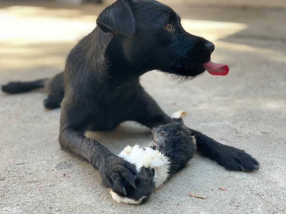 Naked Beasts, Inc. - Wholesale Pet Treats - Dog - Whole Prey Rabbit Fuzzies - Limited Edition9