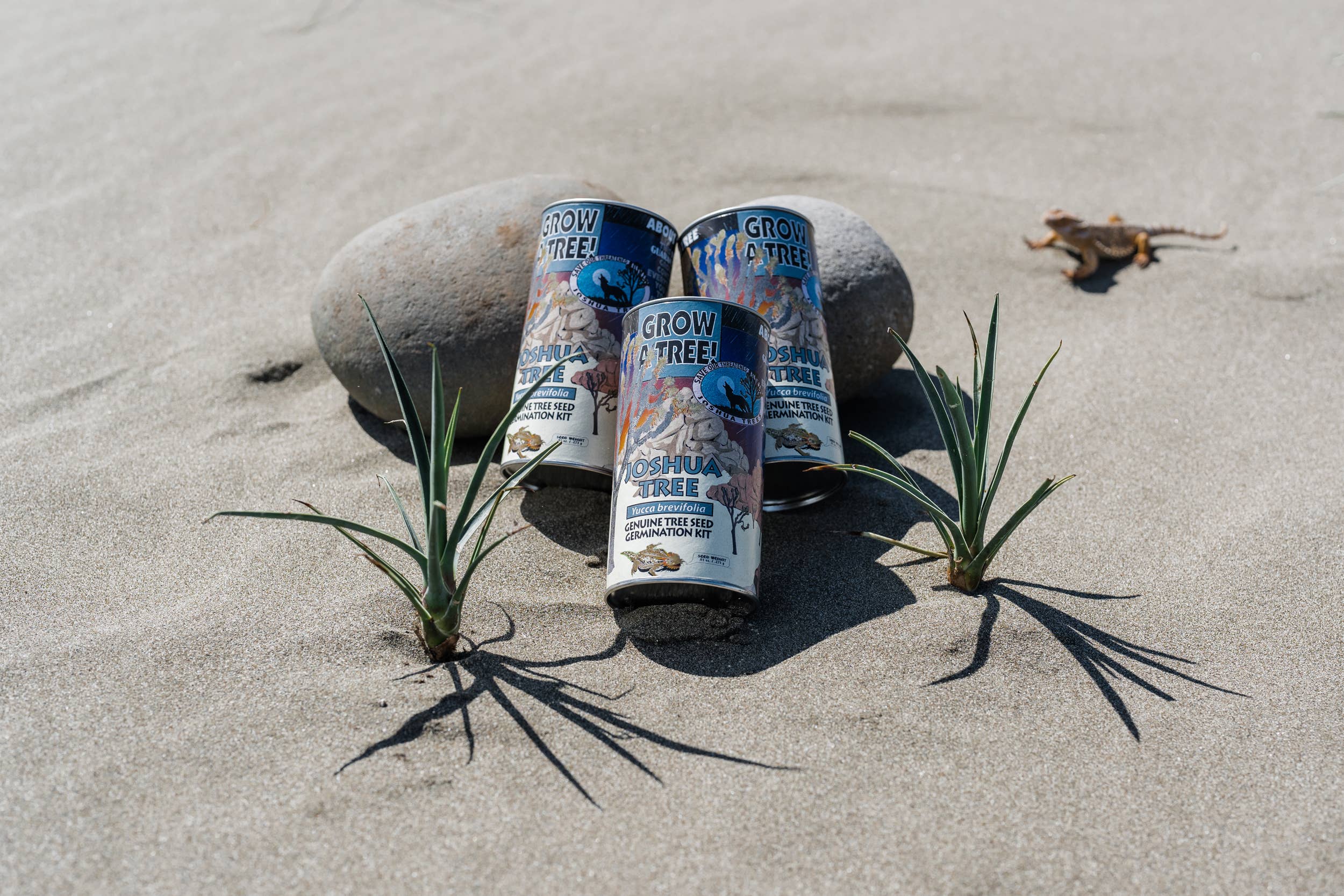 The Jonsteen Company - Wholesale Plant Seeds - Joshua Tree | Seed Grow Kit4