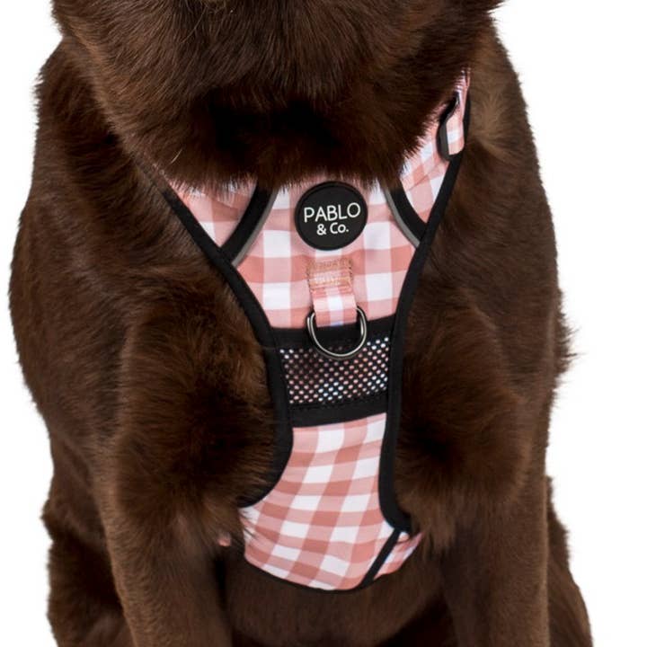 Pettorina per cani Chocolate Gingham: No Pull Adventure per la vendita all'ingrosso da parte di Pablo & Co. Boutique