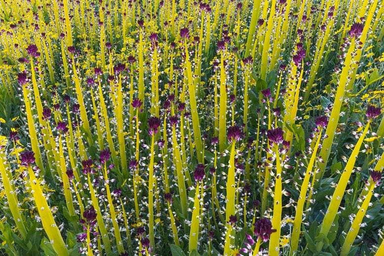 Bewilderness – Puzzle - Adulto por atacado – Quebra-cabeça de velas do deserto - 140 peças2