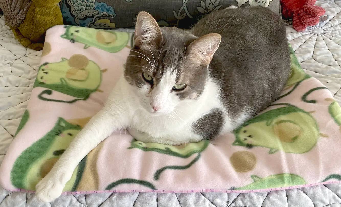 Screaming Pickles - Wholesale Pet Bed - Cat/Dog - Handmade Pet Bed/Mat Avocado Cats Print