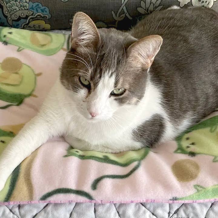 Handmade Pet Bed/Mat Avocado Cats Print for wholesale by Screaming Pickles