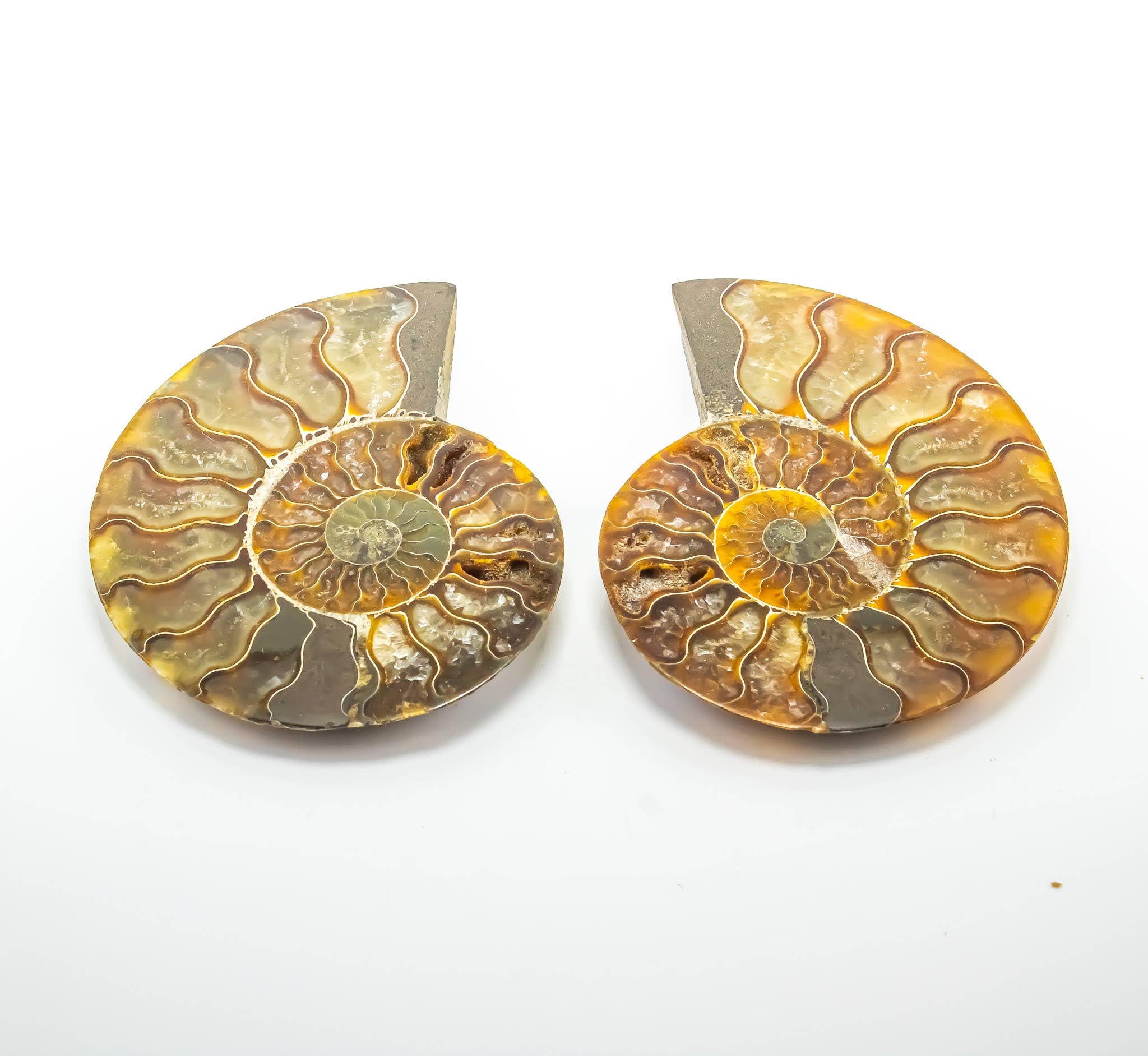 Quasar Gems USA - Wholesale Spiritual Stone/Crystal - Ammonite Pairs 7