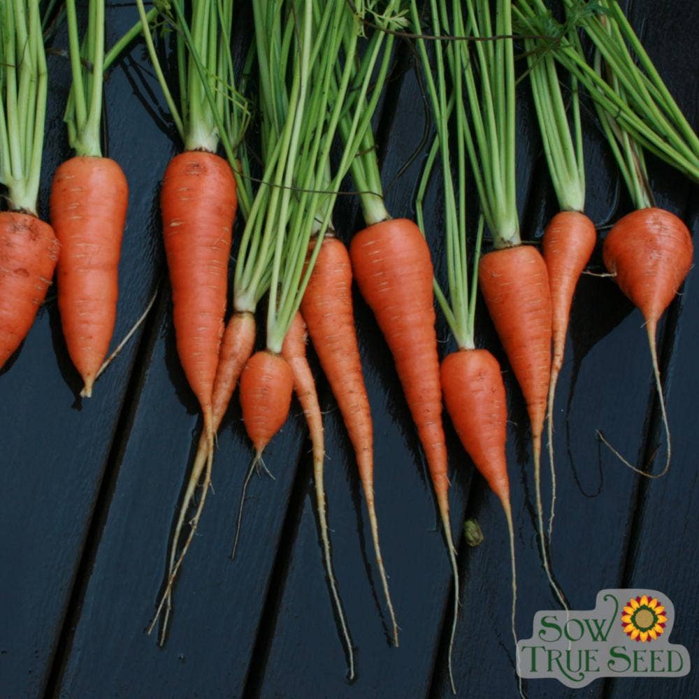 Sow True Seed - Wholesale Plant Seeds - Carrot Seeds - Danvers 126, ORGANIC2