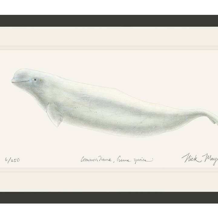 Beluga Whale Limited Edition Print for wholesale by Nick Mayer Art