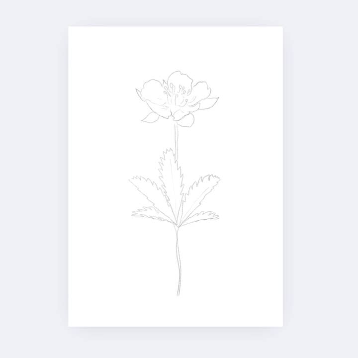 Sarah Ruth Frey - Wholesale Sketchbook/Sketchpad - Flowers Paintable Pages | Watercoloring Set6