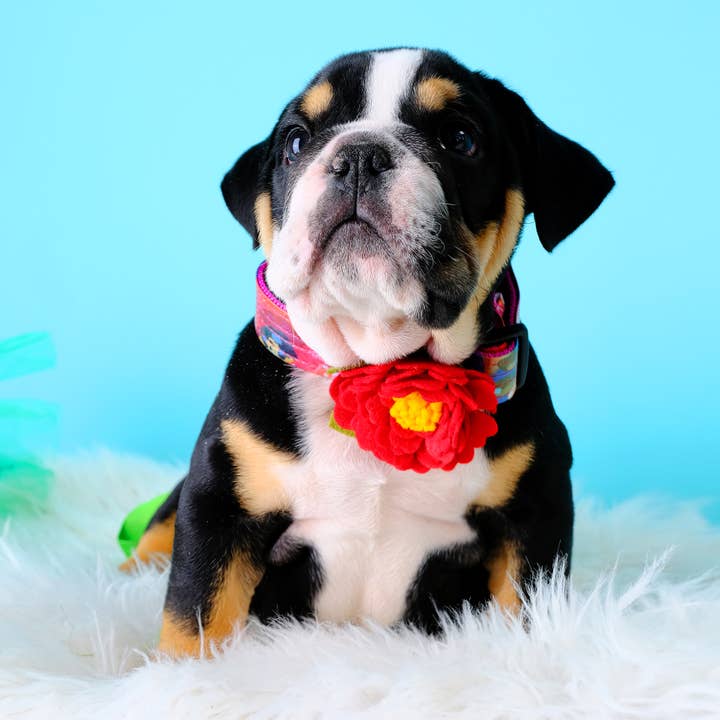 Mimi Green - Wholesale Pet collar – Cat/dog - Peony Dog Collar Flower 5