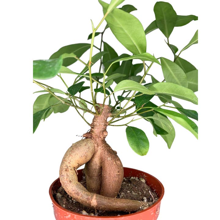 Flow State - Wholesale Live Plant - 4" Ficus Ginseng (Ficus retusa) – Wholesale Live Houseplant2