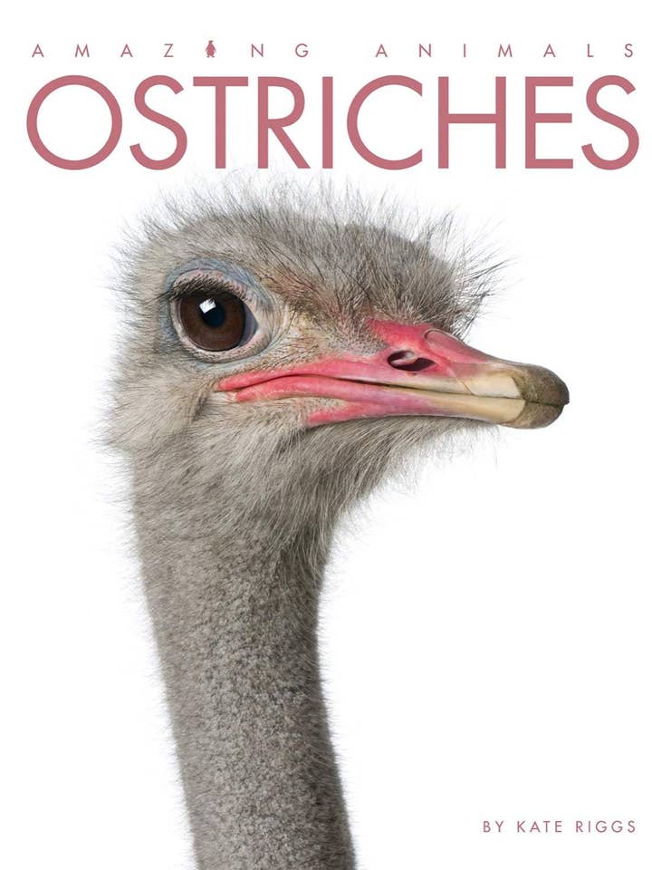 Amazing Animals: Ostriches for wholesale by The Creative Company