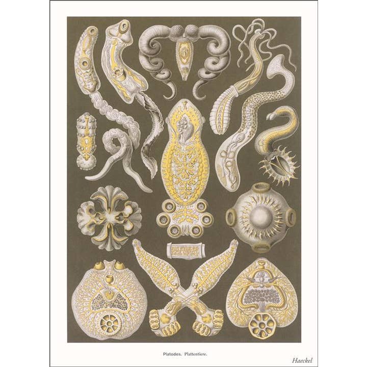 Found Image Press - Wholesale Sticker - Sticker SE-159 Platodes. Plattentiere