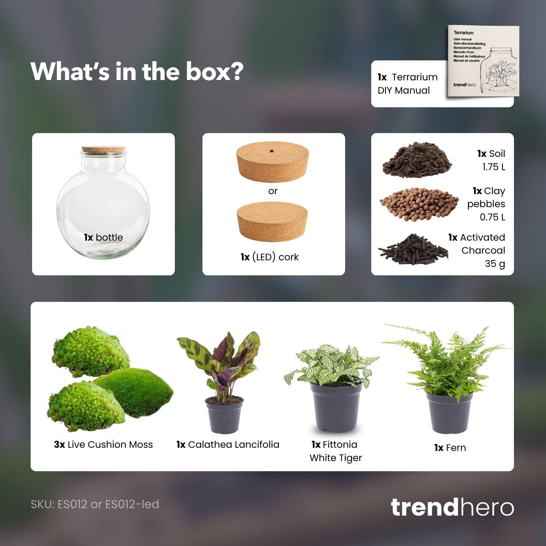 Oasis of Life - Wholesale Terrarium - Bottle Garden Bolder Bob – Ø31cm – ↕30cm – DIY Terrarium with Cork Lid & Plants – Self-Sustaining Mini Ecosystem without Tools – Calathea, Asparagus & Fittonia2