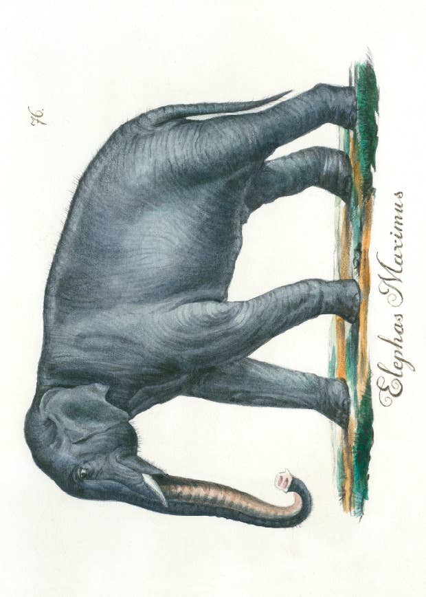 Bomo Art Budapest - Wholesale Everyday Greeting Card - Greeting Card + Envelope1