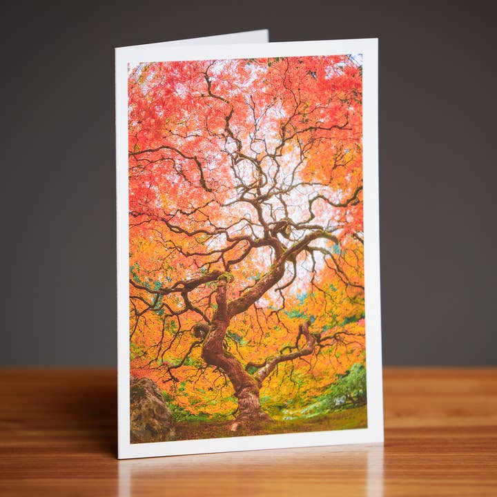 Carte de vœux de luxe 5x7 — Lace-Leaf Maple pour la vente par Ralph Daub Photography, LLC