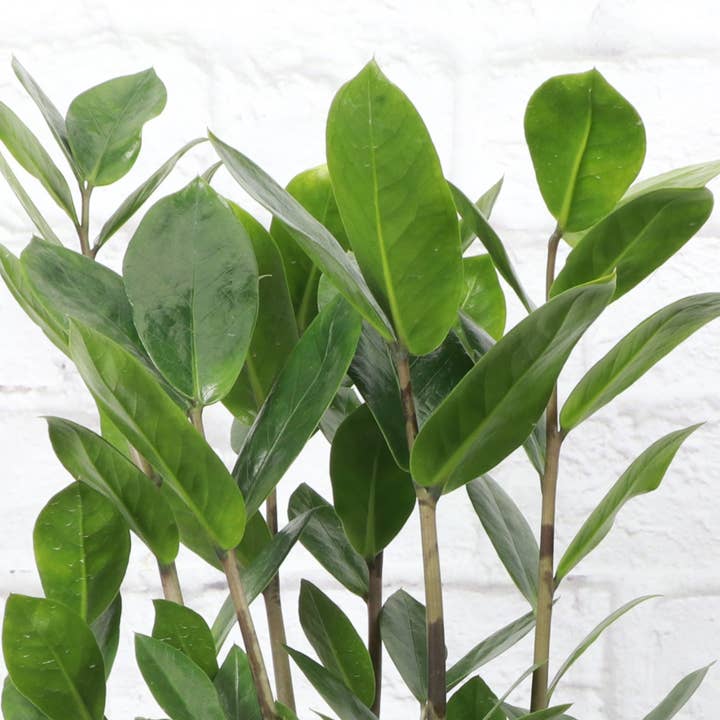 Thorsen's Greenhouse - Wholesale Live Plant - ZZ Plant - Live Plant1