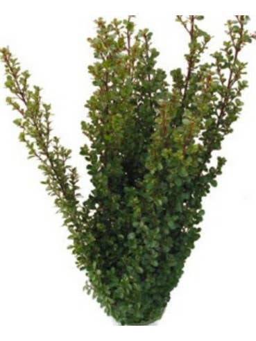 Boxwood 5 / 10 / 15 / 20 bunches for wholesale by Florasource