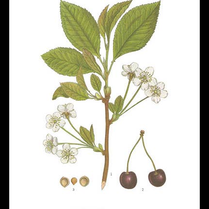 Hugodesign - Vente Poster - Affiche Cerisier - 21x30