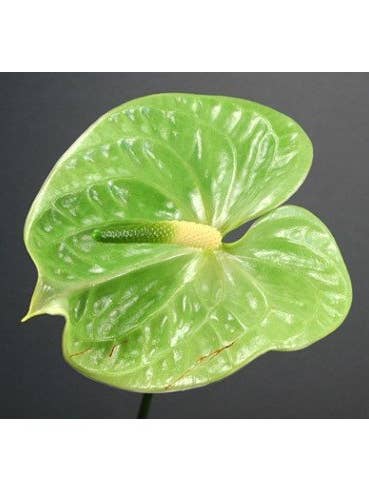 Anthurium Green 20 / 25 / 40 stems for wholesale by Florasource
