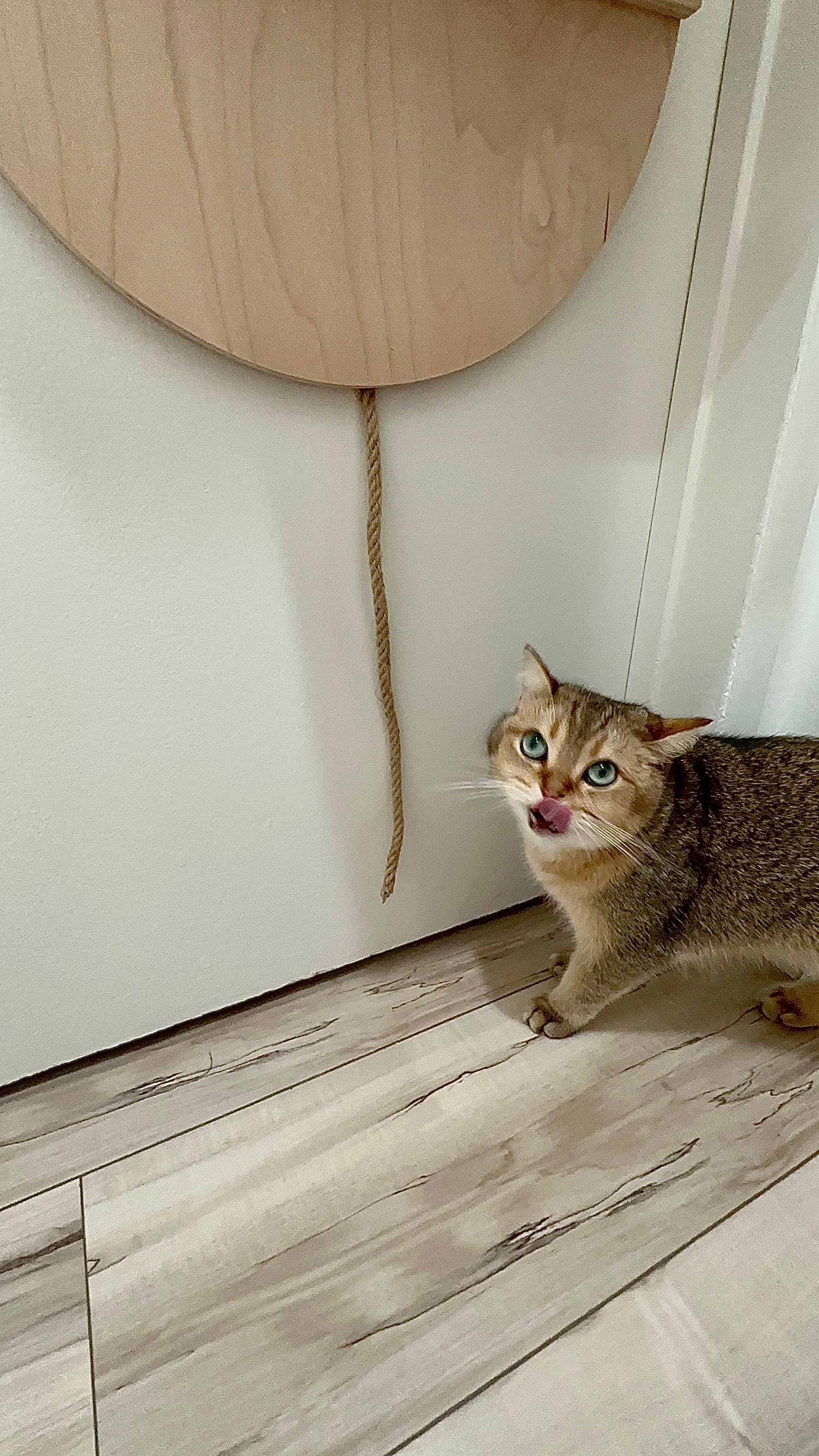 TONX MODERN - Vente Griffoir – chat - Arbre à chat suspendu à la porte avec étagères pour grimper1