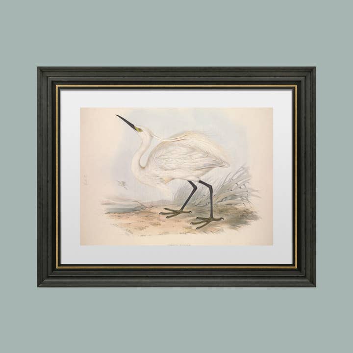 Sea to Skye - Wholesale Art Print - European Egret (Heron) II Antique Art Print4