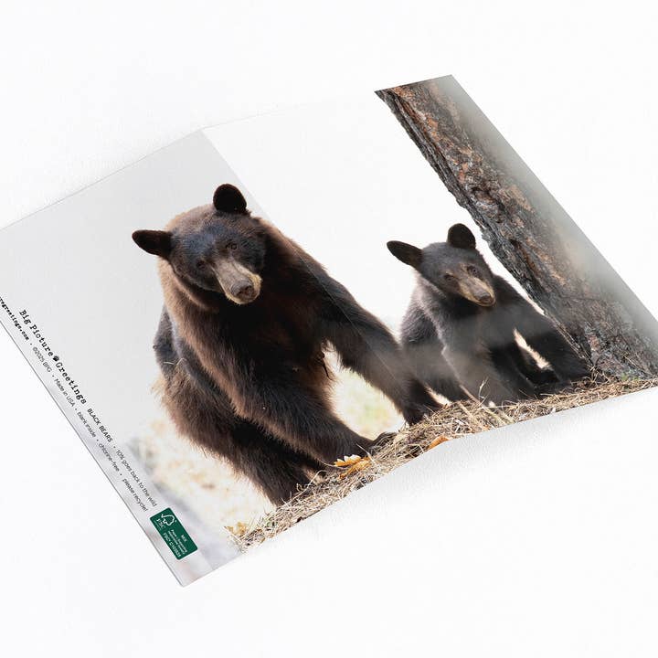 Blank note card. Wildlife photo of mama black bear and cub. for wholesale by Elster Photography/Big Picture Greetings