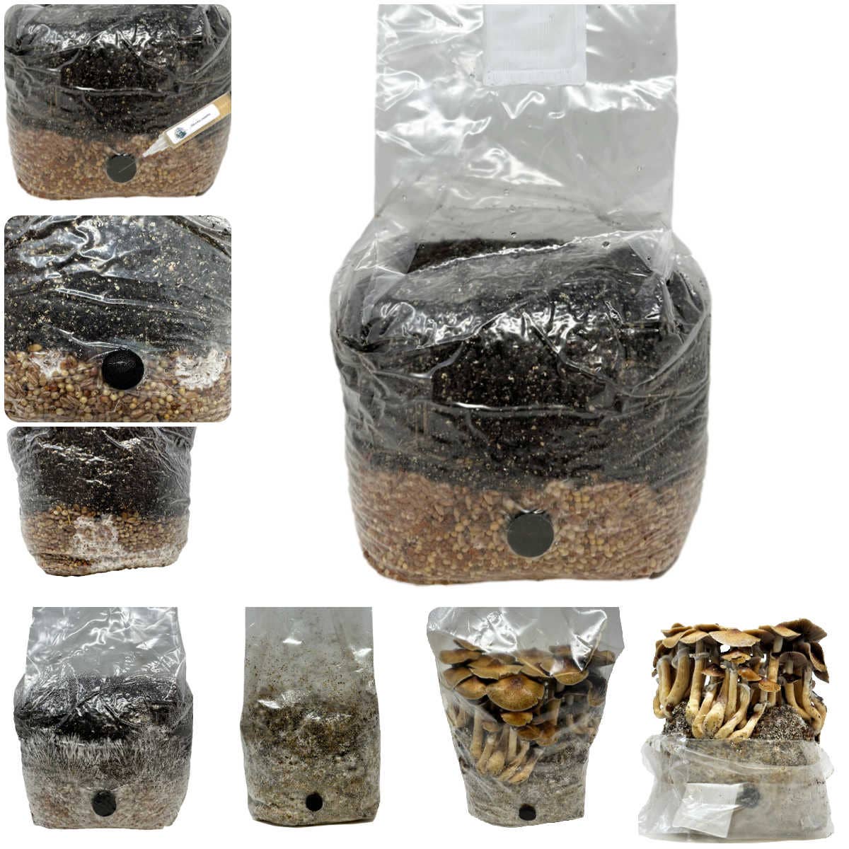 Midwest Grow Kits – wholesale Plant seeds – All-in-One Mushroom Grow Bag (4 lbs) for Manure Loving Mushrooms1