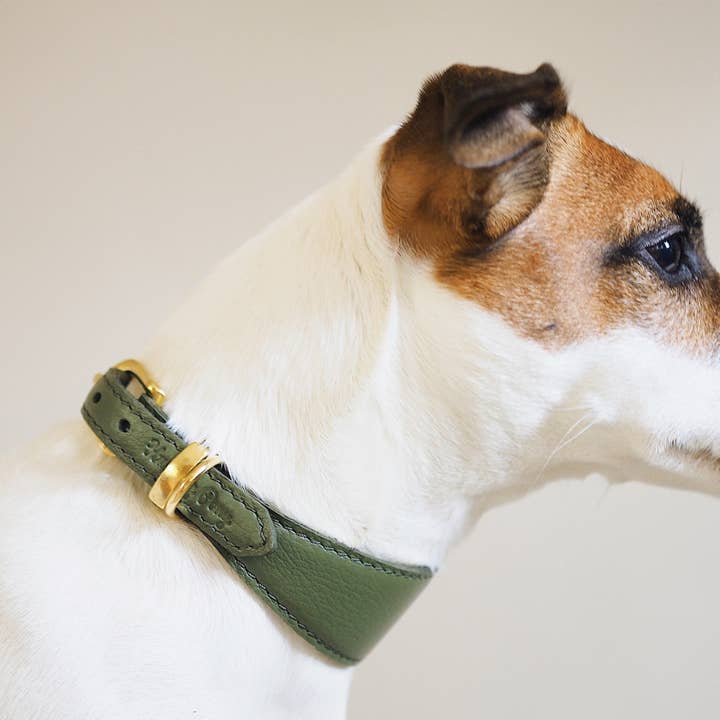 Collare per cani verde spina di pesce per la vendita all'ingrosso da parte di Hunting Pony