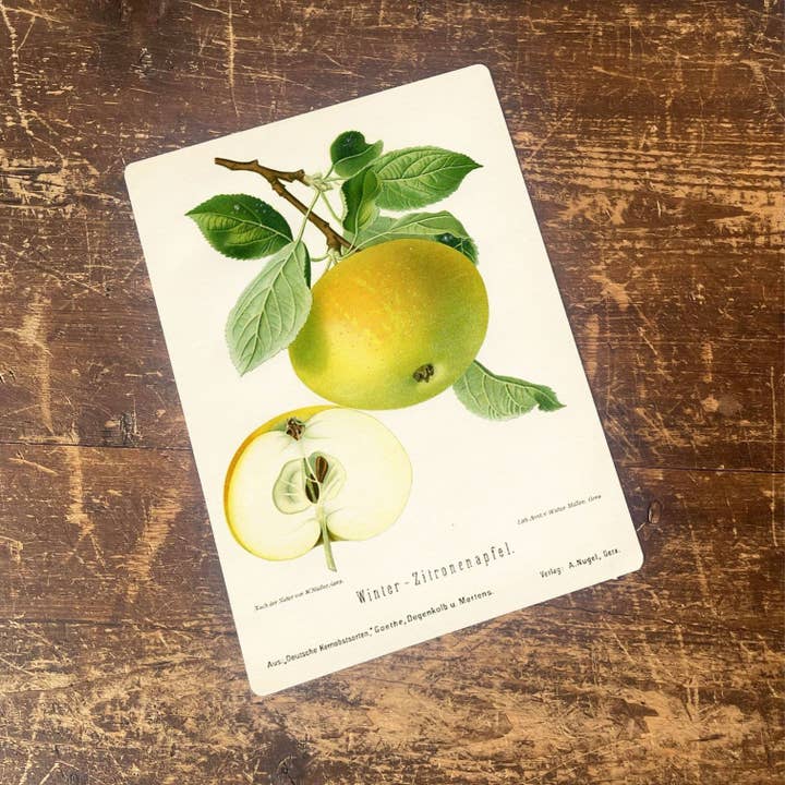 Panneau en métal botanique vintage dessiné par Apple pour MacBook pour la vente par The British Metal Signs Company