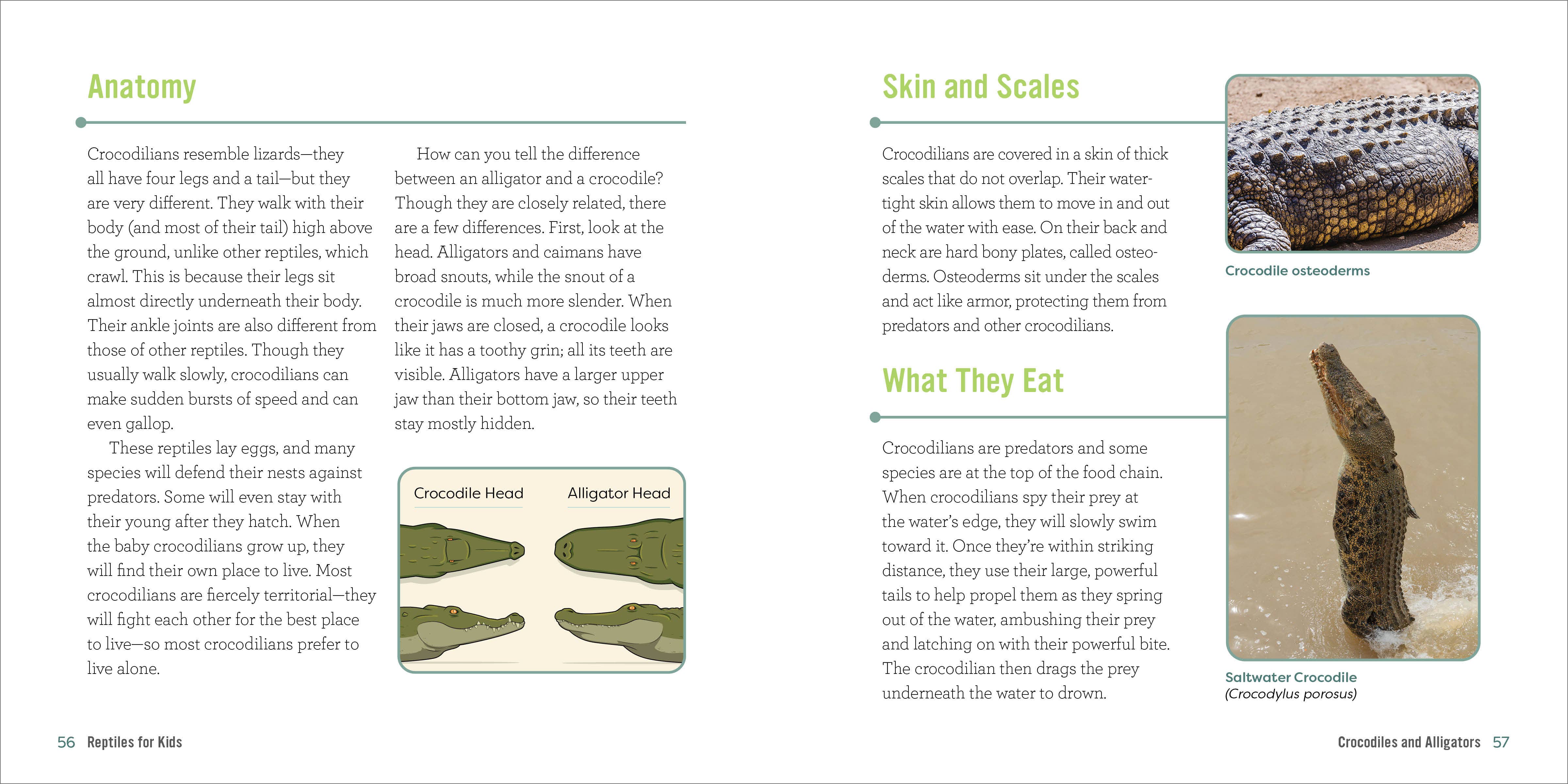 Sourcebooks - Wholesale Science & Math - Reptiles for Kids1